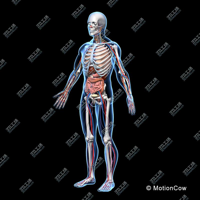 images/goods_img/20210113/Skeleton, Anatomy & Nervous System/2.jpg